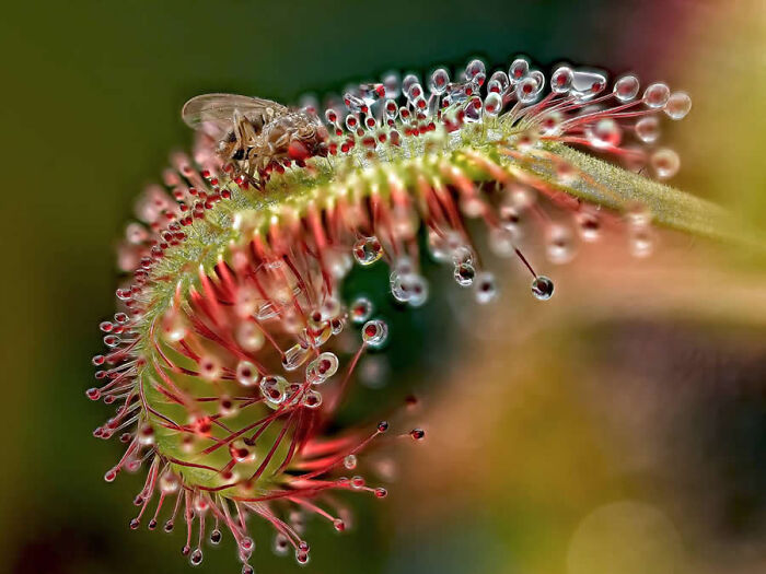 Dragonflies, Ladybugs And Flowers Covered In Dew: 23 Stunning Macro Photos Shared By 35AWARDS Dragonflies, Ladybugs And Flowers Covered In Dew: 23 Stunning Macro Photos Shared By 35AWARDS