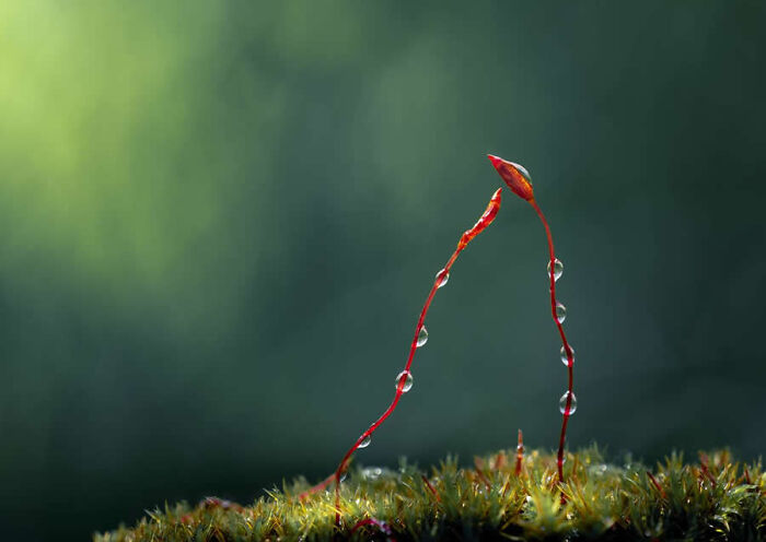 Dragonflies, Ladybugs And Flowers Covered In Dew: 23 Stunning Macro Photos Shared By 35AWARDS Dragonflies, Ladybugs And Flowers Covered In Dew: 23 Stunning Macro Photos Shared By 35AWARDS