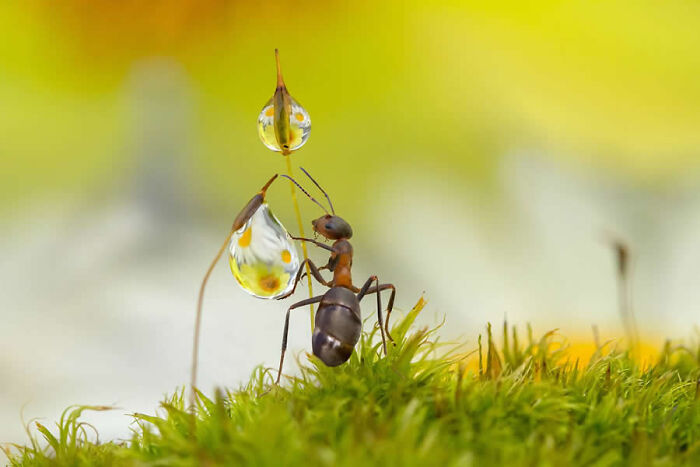 Dragonflies, Ladybugs And Flowers Covered In Dew: 23 Stunning Macro Photos Shared By 35AWARDS Dragonflies, Ladybugs And Flowers Covered In Dew: 23 Stunning Macro Photos Shared By 35AWARDS