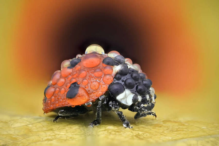 Dragonflies, Ladybugs And Flowers Covered In Dew: 23 Stunning Macro Photos Shared By 35AWARDS Dragonflies, Ladybugs And Flowers Covered In Dew: 23 Stunning Macro Photos Shared By 35AWARDS