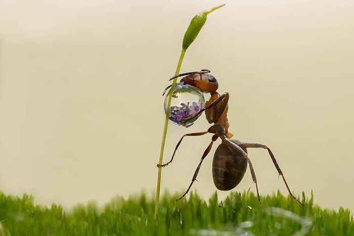 Dragonflies, Ladybugs And Flowers Covered In Dew: 23 Stunning Macro Photos Shared By 35AWARDS Dragonflies, Ladybugs And Flowers Covered In Dew: 23 Stunning Macro Photos Shared By 35AWARDS