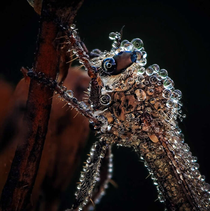 Dragonflies, Ladybugs And Flowers Covered In Dew: 23 Stunning Macro Photos Shared By 35AWARDS Dragonflies, Ladybugs And Flowers Covered In Dew: 23 Stunning Macro Photos Shared By 35AWARDS