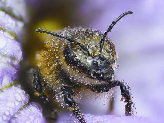Dragonflies, Ladybugs And Flowers Covered In Dew: 23 Stunning Macro Photos Shared By 35AWARDS Dragonflies, Ladybugs And Flowers Covered In Dew: 23 Stunning Macro Photos Shared By 35AWARDS