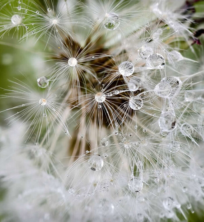 Dragonflies, Ladybugs And Flowers Covered In Dew: 23 Stunning Macro Photos Shared By 35AWARDS Dragonflies, Ladybugs And Flowers Covered In Dew: 23 Stunning Macro Photos Shared By 35AWARDS