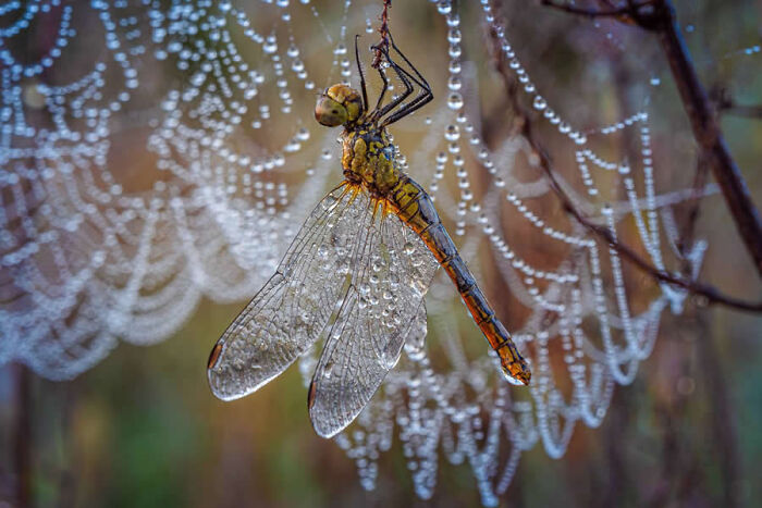 Dragonflies, Ladybugs And Flowers Covered In Dew: 23 Stunning Macro Photos Shared By 35AWARDS Dragonflies, Ladybugs And Flowers Covered In Dew: 23 Stunning Macro Photos Shared By 35AWARDS