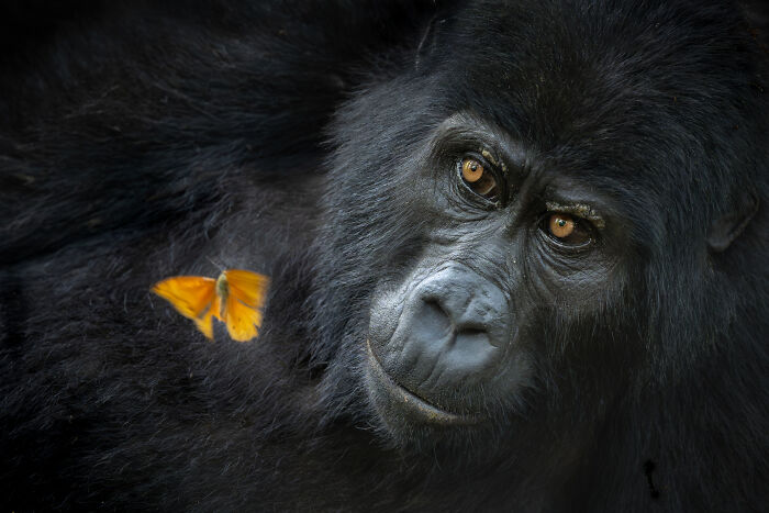 85 Of The Best Wildlife Photos From The Nature Photographer Of The Year Contest (2016–2025) 85 Of The Best Wildlife Photos From The Nature Photographer Of The Year Contest (2016–2025)