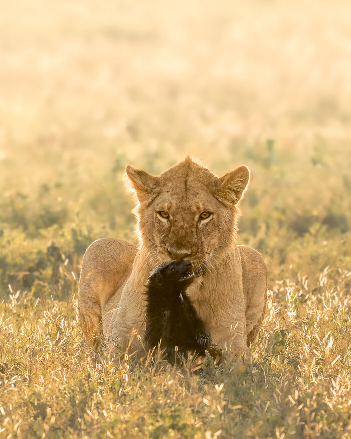 85 Of The Best Wildlife Photos From The Nature Photographer Of The Year Contest (2016–2025) 85 Of The Best Wildlife Photos From The Nature Photographer Of The Year Contest (2016–2025)