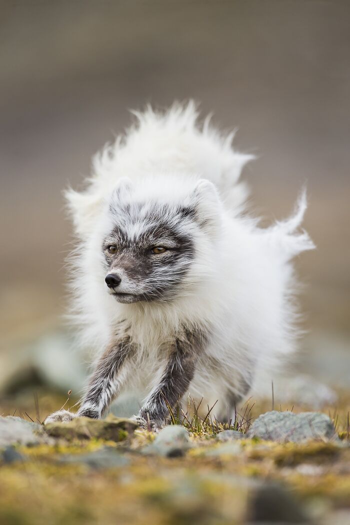 85 Of The Best Wildlife Photos From The Nature Photographer Of The Year Contest (2016–2025) 85 Of The Best Wildlife Photos From The Nature Photographer Of The Year Contest (2016–2025)