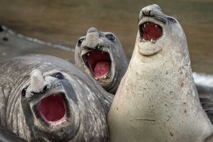 85 Of The Best Wildlife Photos From The Nature Photographer Of The Year Contest (2016–2025) 85 Of The Best Wildlife Photos From The Nature Photographer Of The Year Contest (2016–2025)