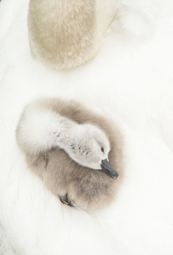 85 Of The Best Wildlife Photos From The Nature Photographer Of The Year Contest (2016–2025) 85 Of The Best Wildlife Photos From The Nature Photographer Of The Year Contest (2016–2025)