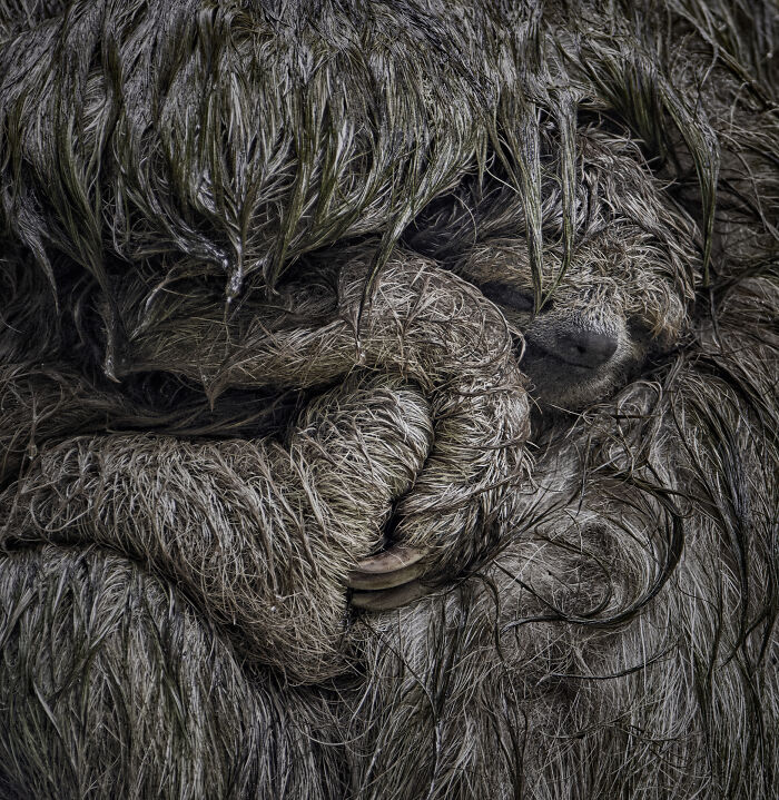 85 Of The Best Wildlife Photos From The Nature Photographer Of The Year Contest (2016–2025) 85 Of The Best Wildlife Photos From The Nature Photographer Of The Year Contest (2016–2025)