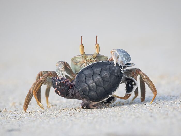 85 Of The Best Wildlife Photos From The Nature Photographer Of The Year Contest (2016–2025) 85 Of The Best Wildlife Photos From The Nature Photographer Of The Year Contest (2016–2025)