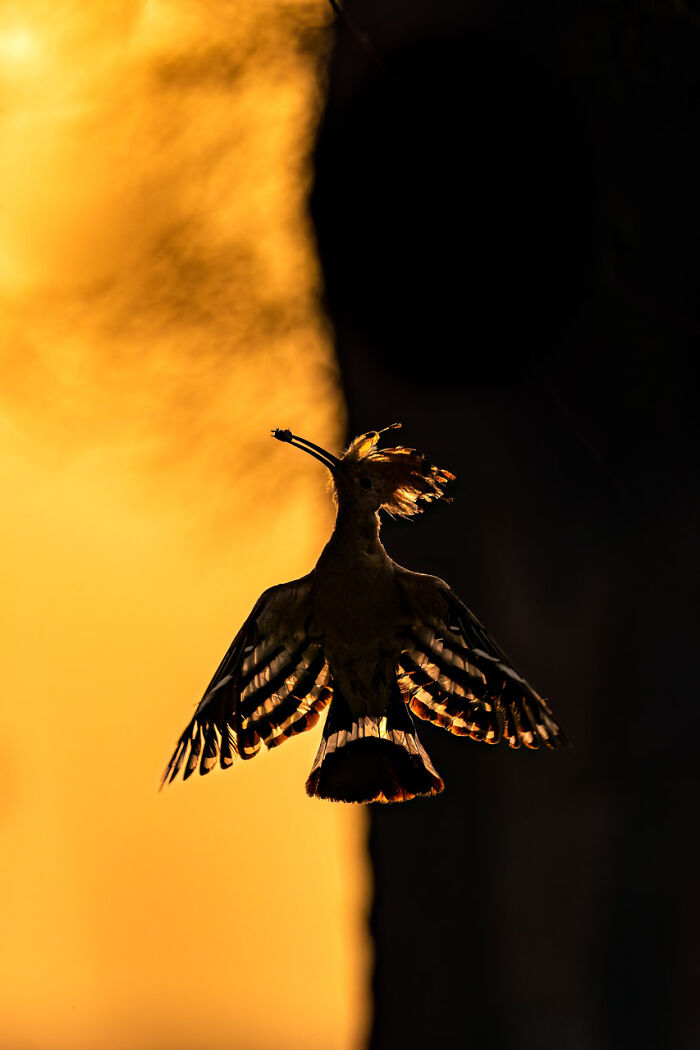 85 Of The Best Wildlife Photos From The Nature Photographer Of The Year Contest (2016–2025) 85 Of The Best Wildlife Photos From The Nature Photographer Of The Year Contest (2016–2025)