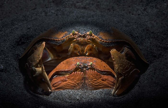 85 Of The Best Wildlife Photos From The Nature Photographer Of The Year Contest (2016–2025) 85 Of The Best Wildlife Photos From The Nature Photographer Of The Year Contest (2016–2025)
