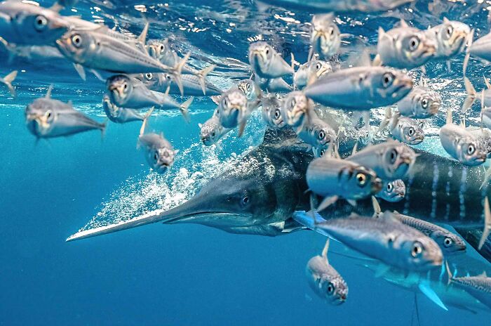85 Of The Best Wildlife Photos From The Nature Photographer Of The Year Contest (2016–2025) 85 Of The Best Wildlife Photos From The Nature Photographer Of The Year Contest (2016–2025)
