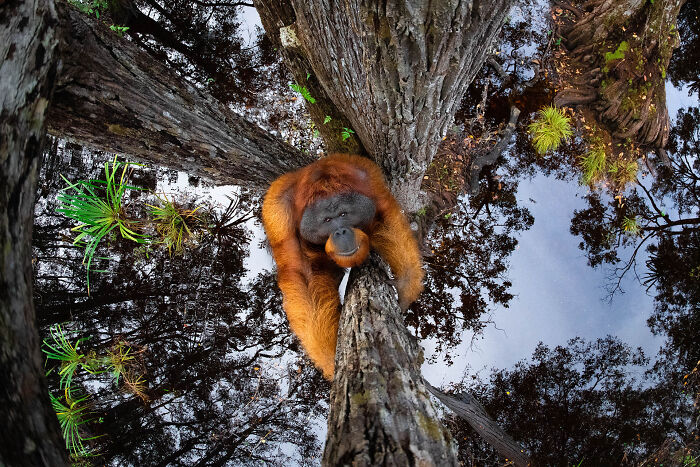 85 Of The Best Wildlife Photos From The Nature Photographer Of The Year Contest (2016–2025) 85 Of The Best Wildlife Photos From The Nature Photographer Of The Year Contest (2016–2025)