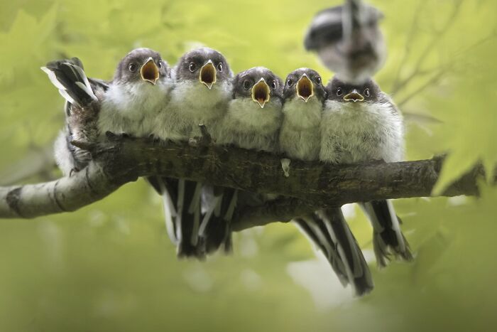 85 Of The Best Wildlife Photos From The Nature Photographer Of The Year Contest (2016–2025) 85 Of The Best Wildlife Photos From The Nature Photographer Of The Year Contest (2016–2025)