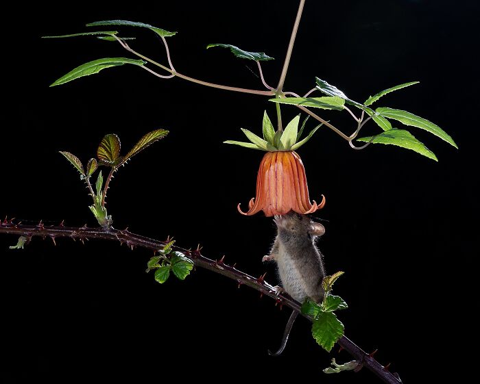 85 Of The Best Wildlife Photos From The Nature Photographer Of The Year Contest (2016–2025) 85 Of The Best Wildlife Photos From The Nature Photographer Of The Year Contest (2016–2025)