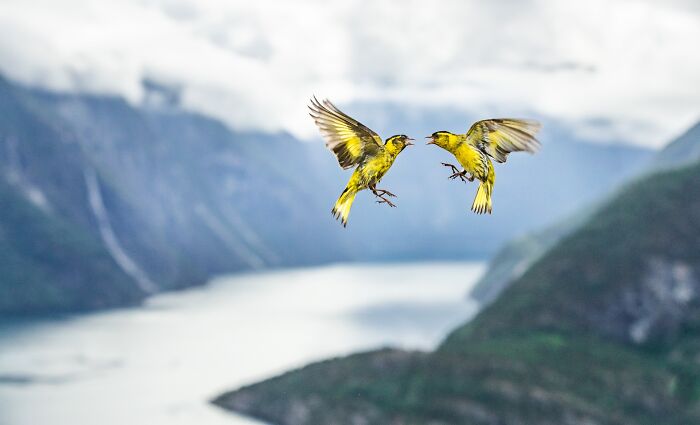 85 Of The Best Wildlife Photos From The Nature Photographer Of The Year Contest (2016–2025) 85 Of The Best Wildlife Photos From The Nature Photographer Of The Year Contest (2016–2025)