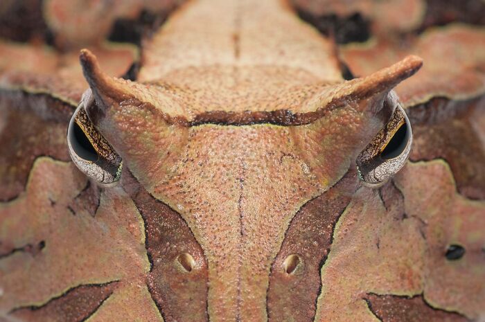 85 Of The Best Wildlife Photos From The Nature Photographer Of The Year Contest (2016–2025) 85 Of The Best Wildlife Photos From The Nature Photographer Of The Year Contest (2016–2025)