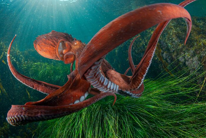 85 Of The Best Wildlife Photos From The Nature Photographer Of The Year Contest (2016–2025) 85 Of The Best Wildlife Photos From The Nature Photographer Of The Year Contest (2016–2025)