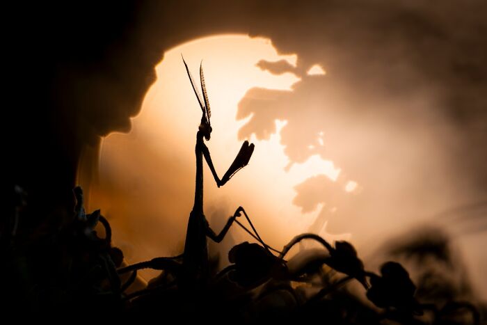 85 Of The Best Wildlife Photos From The Nature Photographer Of The Year Contest (2016–2025) 85 Of The Best Wildlife Photos From The Nature Photographer Of The Year Contest (2016–2025)
