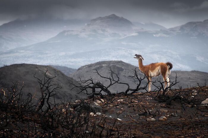 85 Of The Best Wildlife Photos From The Nature Photographer Of The Year Contest (2016–2025) 85 Of The Best Wildlife Photos From The Nature Photographer Of The Year Contest (2016–2025)