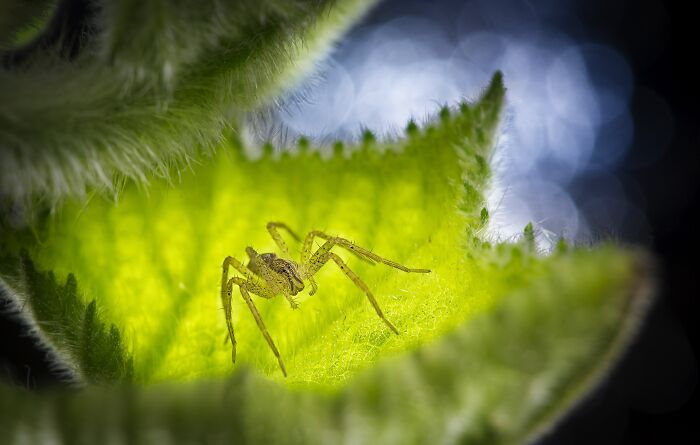 85 Of The Best Wildlife Photos From The Nature Photographer Of The Year Contest (2016–2025) 85 Of The Best Wildlife Photos From The Nature Photographer Of The Year Contest (2016–2025)