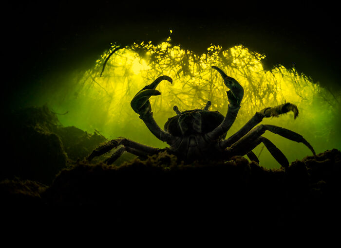 85 Of The Best Wildlife Photos From The Nature Photographer Of The Year Contest (2016–2025) 85 Of The Best Wildlife Photos From The Nature Photographer Of The Year Contest (2016–2025)
