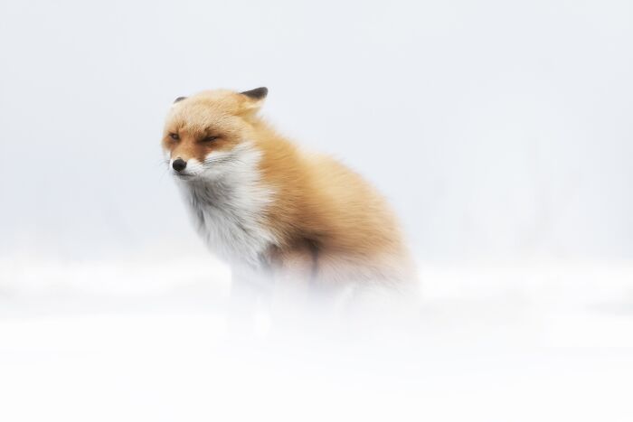 85 Of The Best Wildlife Photos From The Nature Photographer Of The Year Contest (2016–2025) 85 Of The Best Wildlife Photos From The Nature Photographer Of The Year Contest (2016–2025)