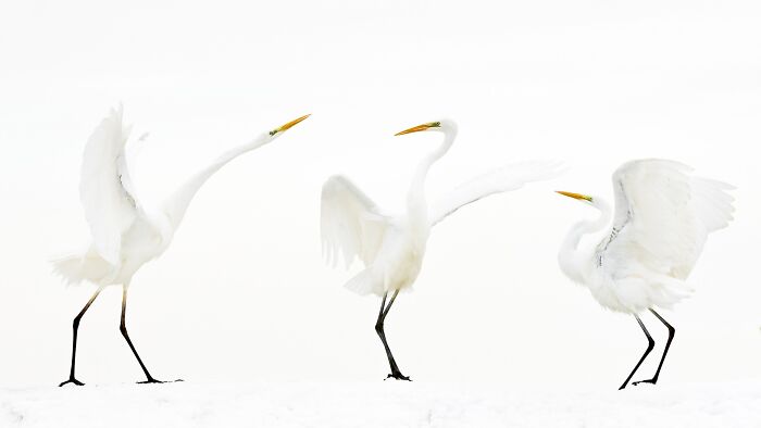85 Of The Best Wildlife Photos From The Nature Photographer Of The Year Contest (2016–2025) 85 Of The Best Wildlife Photos From The Nature Photographer Of The Year Contest (2016–2025)