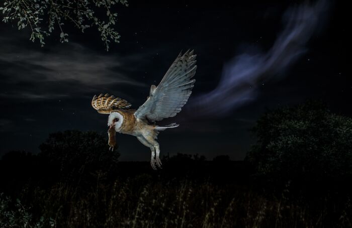 85 Of The Best Wildlife Photos From The Nature Photographer Of The Year Contest (2016–2025) 85 Of The Best Wildlife Photos From The Nature Photographer Of The Year Contest (2016–2025)