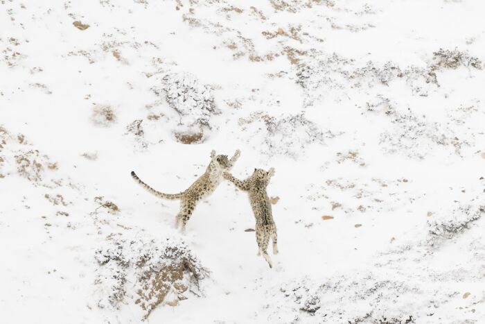 85 Of The Best Wildlife Photos From The Nature Photographer Of The Year Contest (2016–2025) 85 Of The Best Wildlife Photos From The Nature Photographer Of The Year Contest (2016–2025)