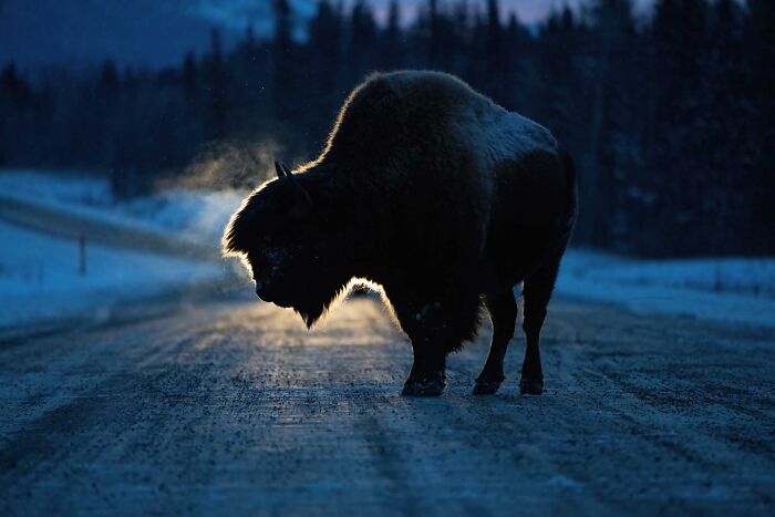 85 Of The Best Wildlife Photos From The Nature Photographer Of The Year Contest (2016–2025) 85 Of The Best Wildlife Photos From The Nature Photographer Of The Year Contest (2016–2025)