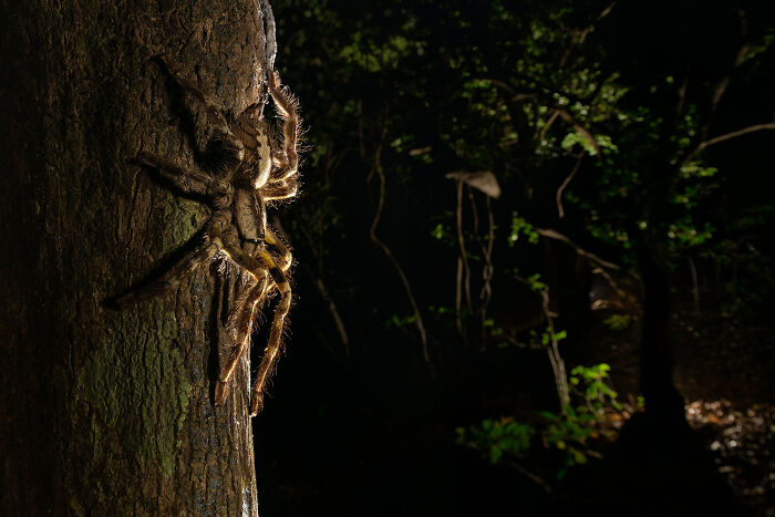 85 Of The Best Wildlife Photos From The Nature Photographer Of The Year Contest (2016–2025) 85 Of The Best Wildlife Photos From The Nature Photographer Of The Year Contest (2016–2025)