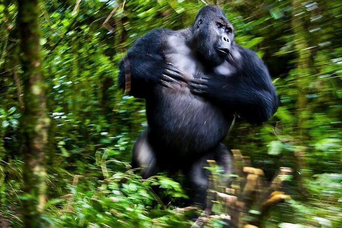 85 Of The Best Wildlife Photos From The Nature Photographer Of The Year Contest (2016–2025) 85 Of The Best Wildlife Photos From The Nature Photographer Of The Year Contest (2016–2025)