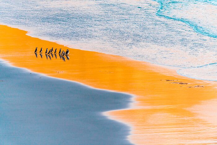 85 Of The Best Wildlife Photos From The Nature Photographer Of The Year Contest (2016–2025) 85 Of The Best Wildlife Photos From The Nature Photographer Of The Year Contest (2016–2025)