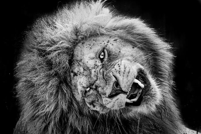 85 Of The Best Wildlife Photos From The Nature Photographer Of The Year Contest (2016–2025) 85 Of The Best Wildlife Photos From The Nature Photographer Of The Year Contest (2016–2025)