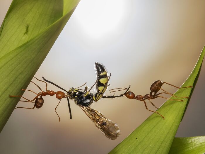 85 Of The Best Wildlife Photos From The Nature Photographer Of The Year Contest (2016–2025) 85 Of The Best Wildlife Photos From The Nature Photographer Of The Year Contest (2016–2025)