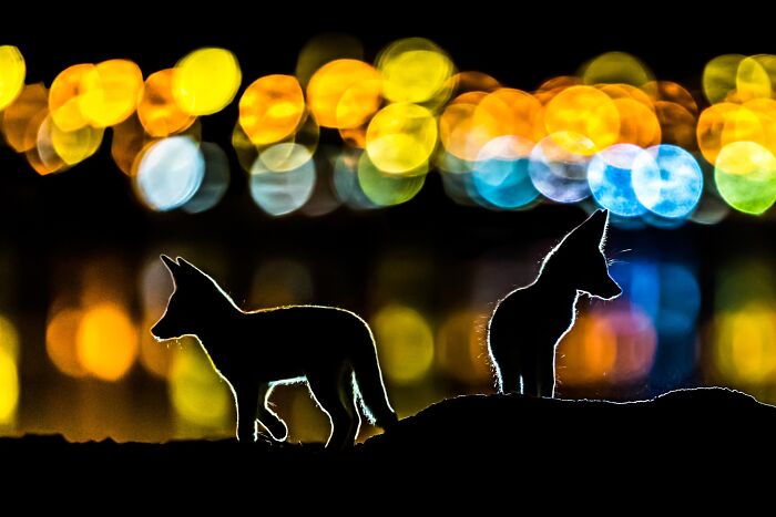 85 Of The Best Wildlife Photos From The Nature Photographer Of The Year Contest (2016–2025) 85 Of The Best Wildlife Photos From The Nature Photographer Of The Year Contest (2016–2025)
