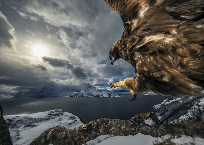 85 Of The Best Wildlife Photos From The Nature Photographer Of The Year Contest (2016–2025) 85 Of The Best Wildlife Photos From The Nature Photographer Of The Year Contest (2016–2025)