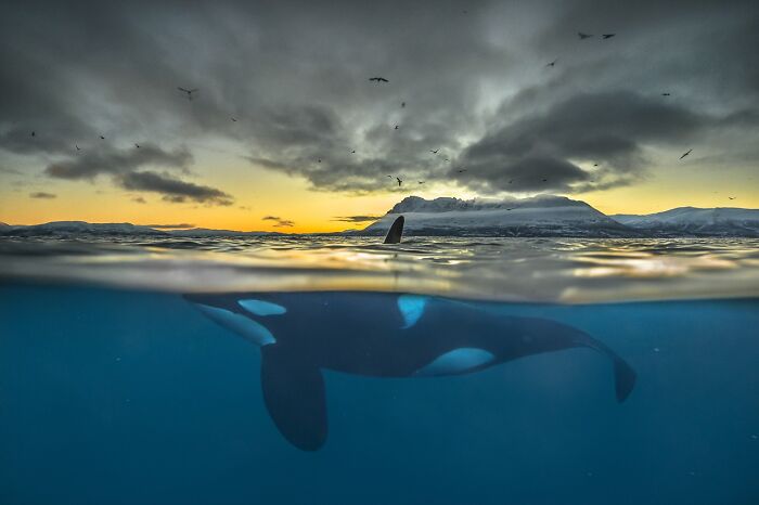 85 Of The Best Wildlife Photos From The Nature Photographer Of The Year Contest (2016–2025) 85 Of The Best Wildlife Photos From The Nature Photographer Of The Year Contest (2016–2025)