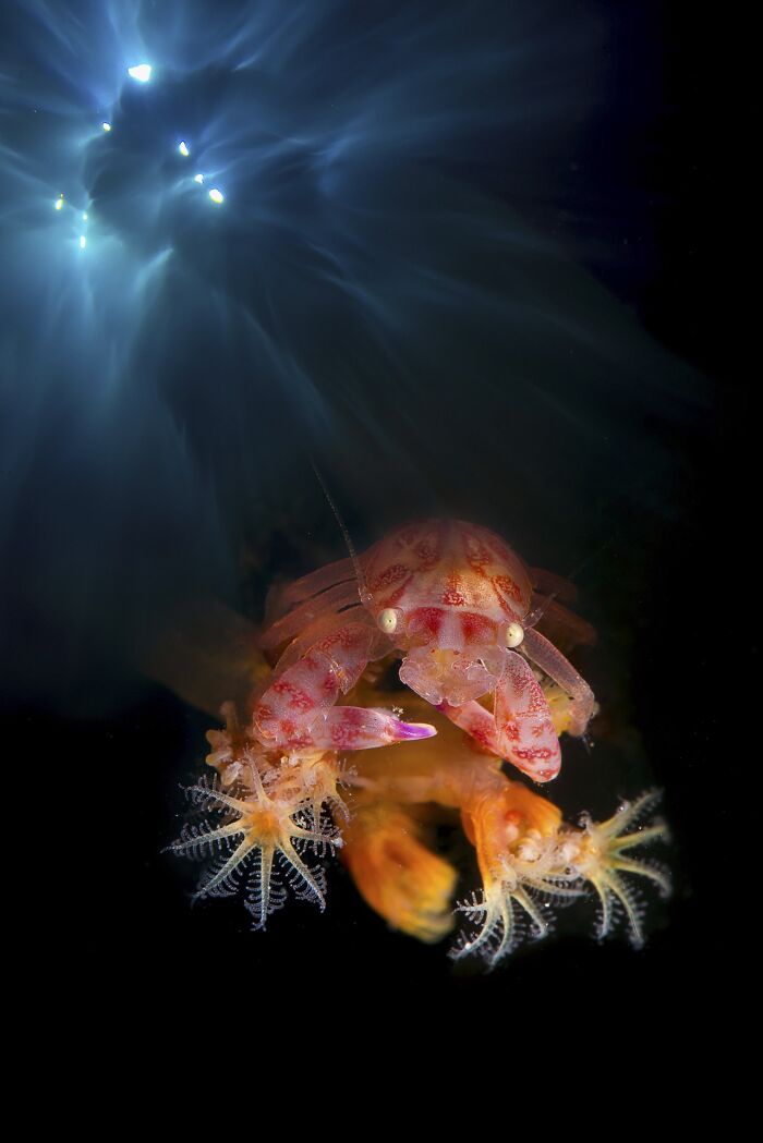 85 Of The Best Wildlife Photos From The Nature Photographer Of The Year Contest (2016–2025) 85 Of The Best Wildlife Photos From The Nature Photographer Of The Year Contest (2016–2025)