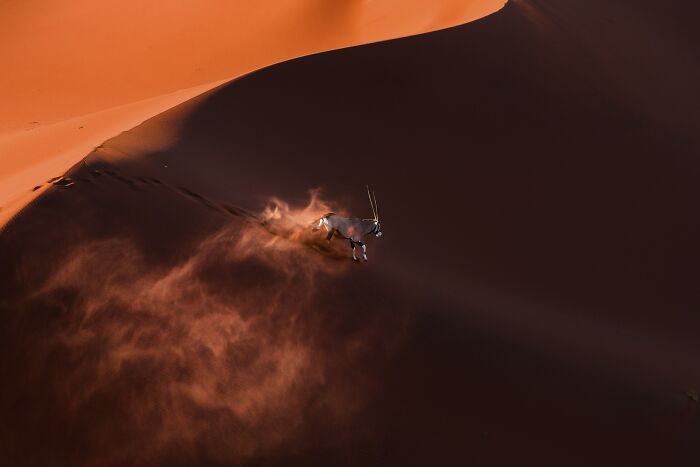 85 Of The Best Wildlife Photos From The Nature Photographer Of The Year Contest (2016–2025) 85 Of The Best Wildlife Photos From The Nature Photographer Of The Year Contest (2016–2025)