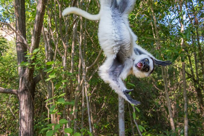 85 Of The Best Wildlife Photos From The Nature Photographer Of The Year Contest (2016–2025) 85 Of The Best Wildlife Photos From The Nature Photographer Of The Year Contest (2016–2025)