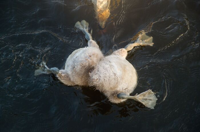 85 Of The Best Wildlife Photos From The Nature Photographer Of The Year Contest (2016–2025) 85 Of The Best Wildlife Photos From The Nature Photographer Of The Year Contest (2016–2025)
