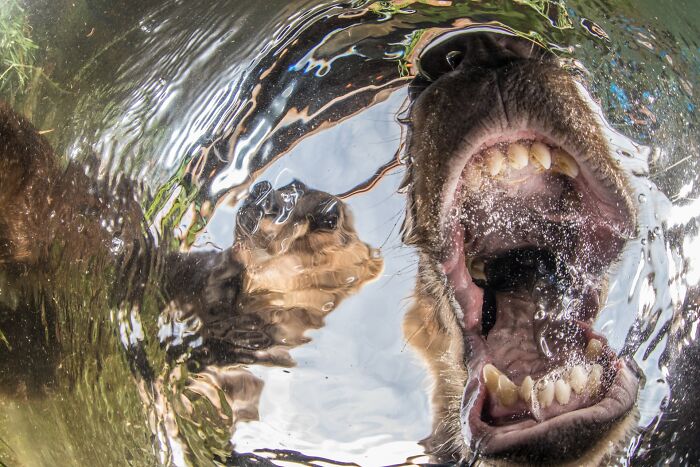 85 Of The Best Wildlife Photos From The Nature Photographer Of The Year Contest (2016–2025) 85 Of The Best Wildlife Photos From The Nature Photographer Of The Year Contest (2016–2025)