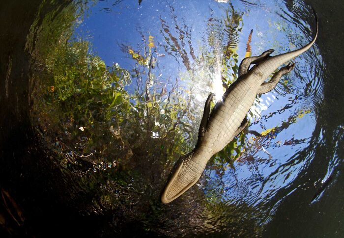 85 Of The Best Wildlife Photos From The Nature Photographer Of The Year Contest (2016–2025) 85 Of The Best Wildlife Photos From The Nature Photographer Of The Year Contest (2016–2025)