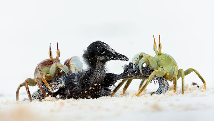 85 Of The Best Wildlife Photos From The Nature Photographer Of The Year Contest (2016–2025) 85 Of The Best Wildlife Photos From The Nature Photographer Of The Year Contest (2016–2025)