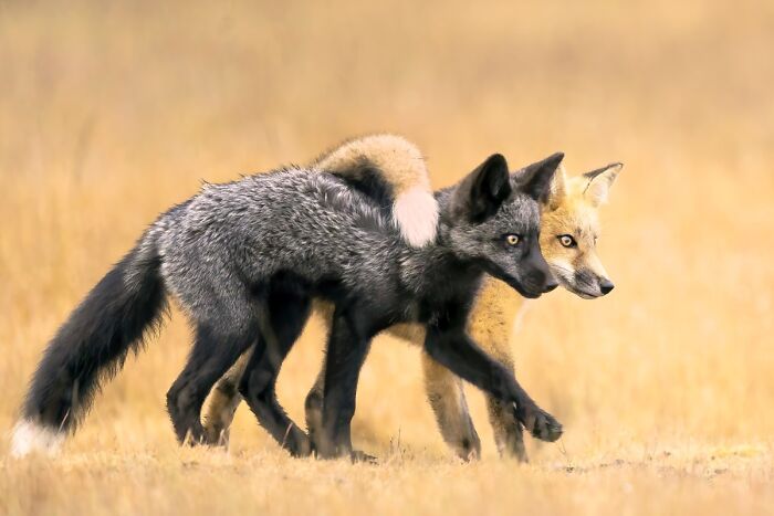 85 Of The Best Wildlife Photos From The Nature Photographer Of The Year Contest (2016–2025) 85 Of The Best Wildlife Photos From The Nature Photographer Of The Year Contest (2016–2025)